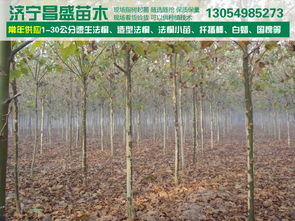 8公分全冠分枝法桐基地價格、廠家信息與苗木圖片介紹