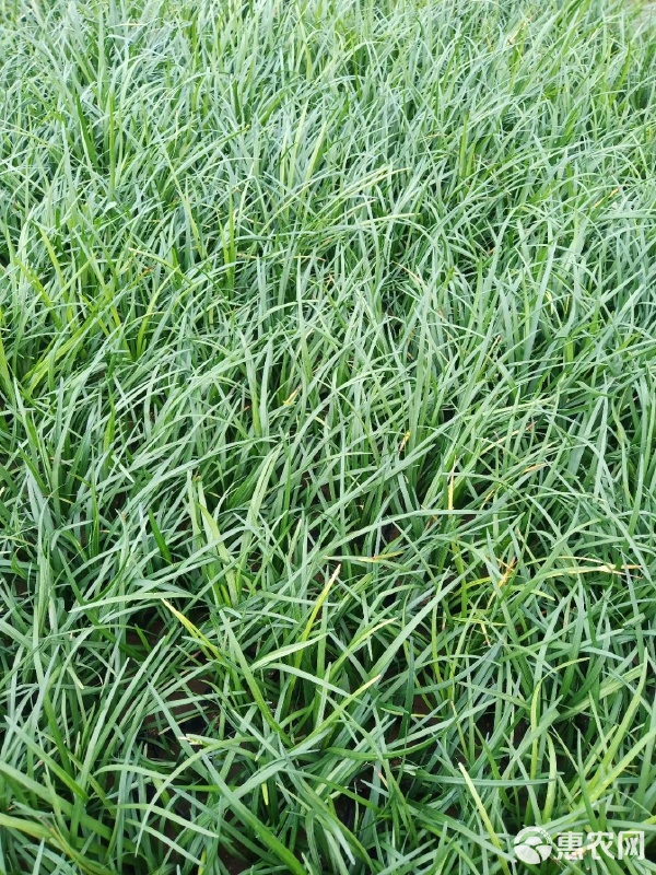 麥冬與麥冬草 園林綠化中的常青苗木選擇