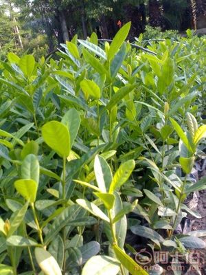 漳州龍船花袋苗 基地直銷的優質綠化選擇