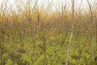 苗木基地常年供應(yīng)國槐、法桐、欒樹、櫻花等優(yōu)質(zhì)園林綠化苗木