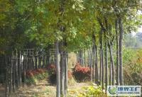 園林綠化新選擇 5-6公分國槐產(chǎn)地價探析與市場展望